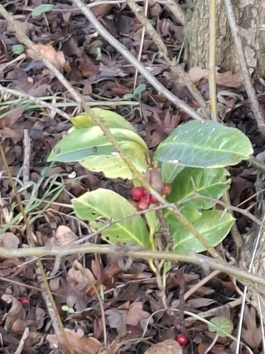 Prunus laurocerasus photograph 5