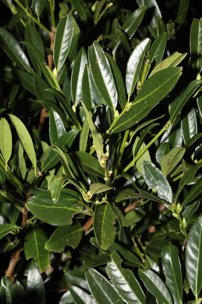 Prunus laurocerasus photograph 2
