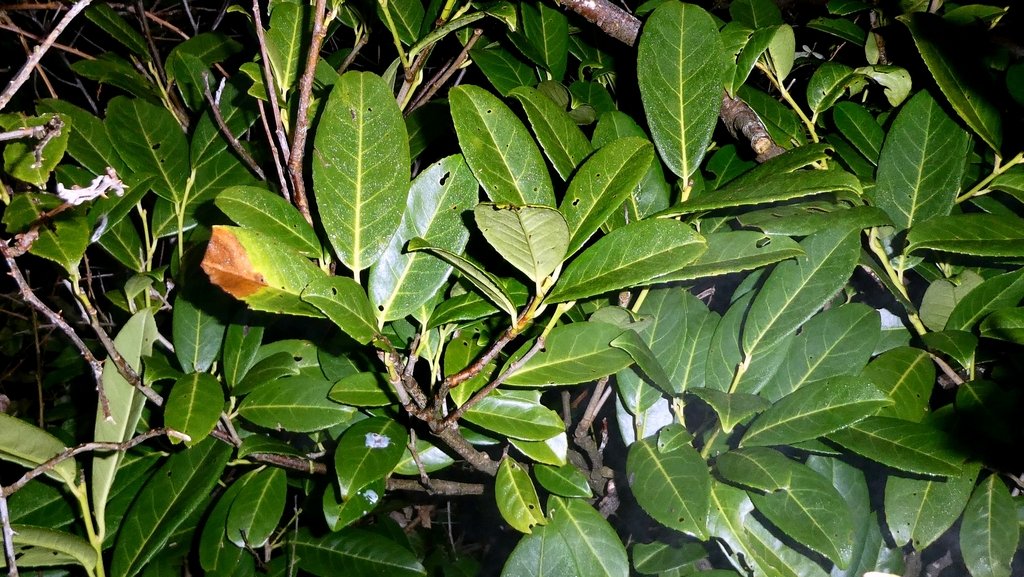 Prunus laurocerasus