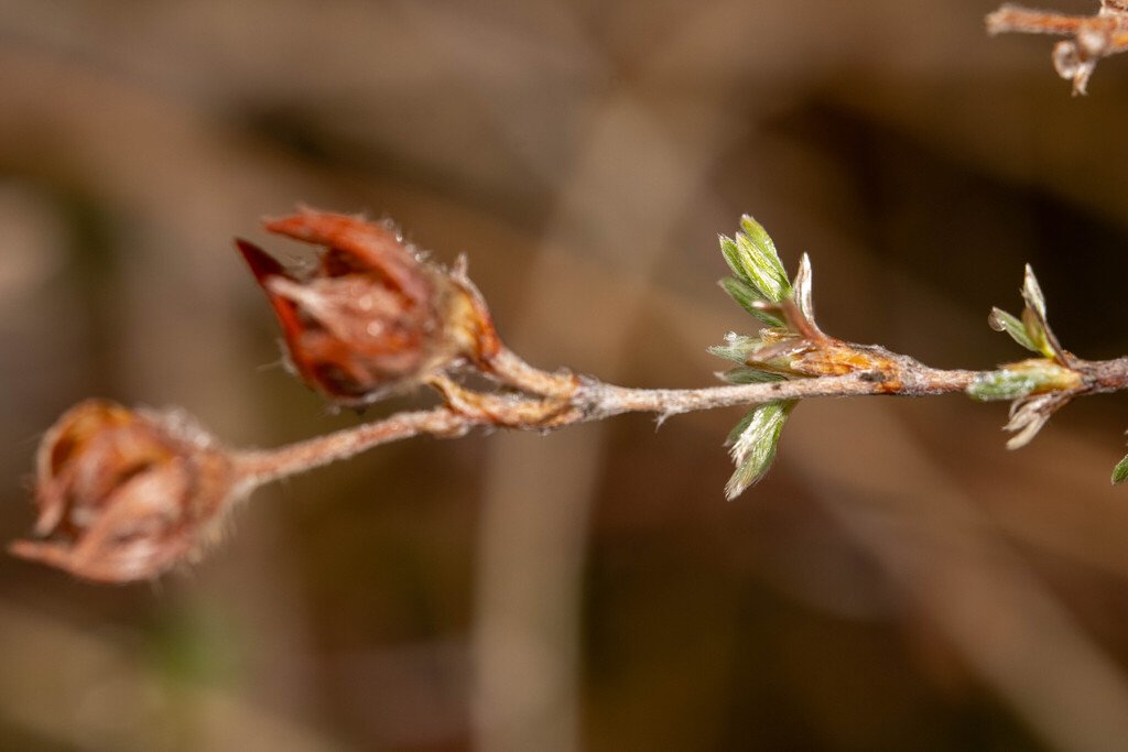 Dasiphora fruticosa photograph 5