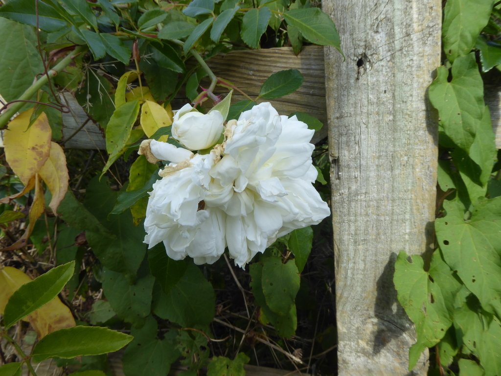 Rosa × alba photograph 3