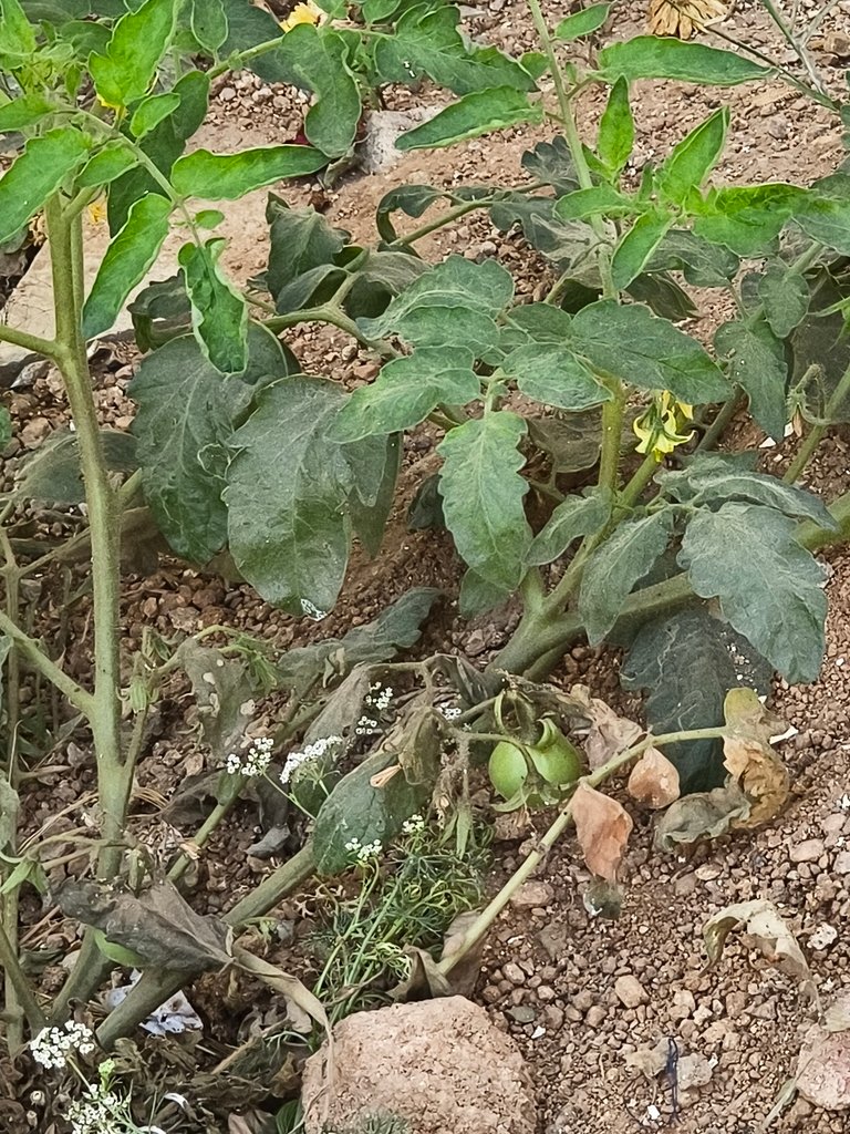Solanum lycopersicum photograph 5