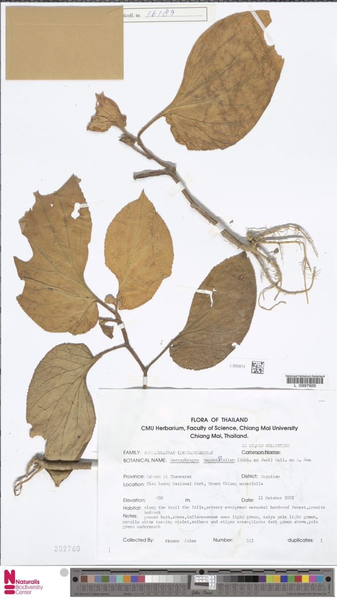 Pentaphragma begoniifolia photograph 4