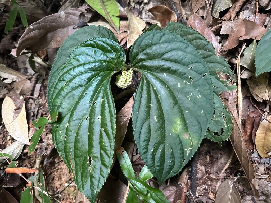 Pentaphragma begoniifolia