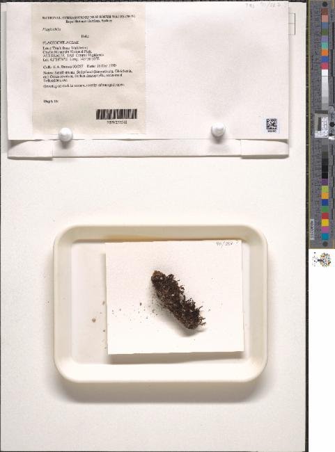 Syzygiella nigrescens photograph 3