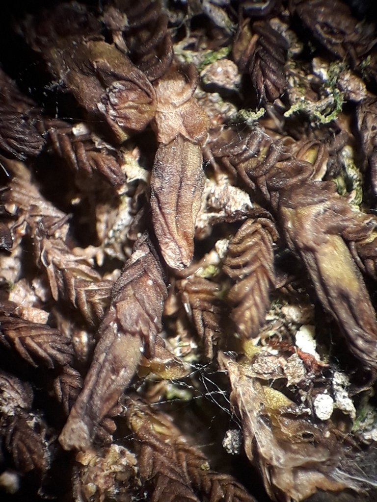 Syzygiella nigrescens
