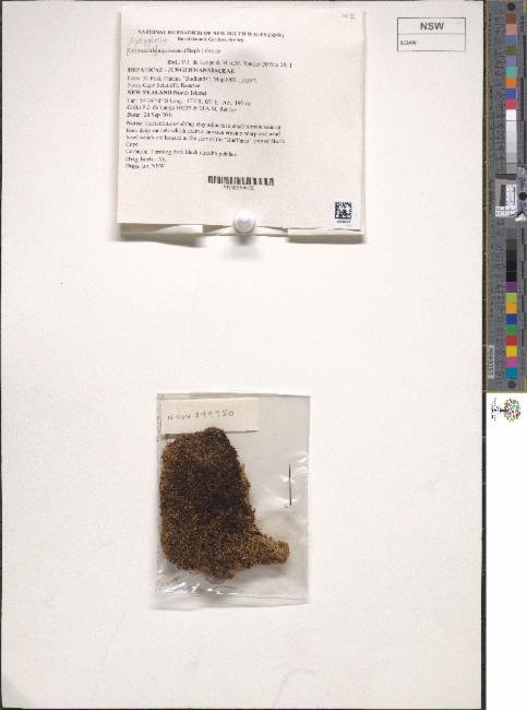 Syzygiella nigrescens photograph 2