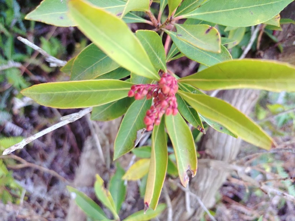 Pieris japonica