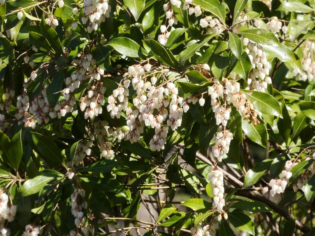 Pieris japonica photograph 4