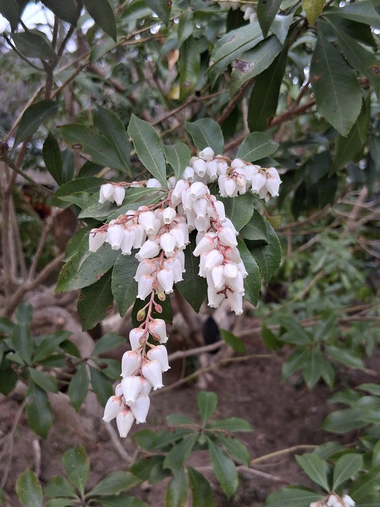 Pieris japonica photograph 5