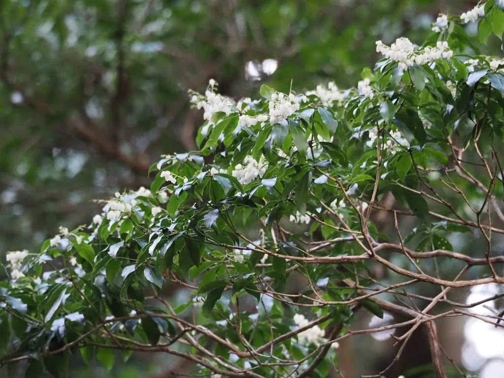 Pieris japonica photograph 6