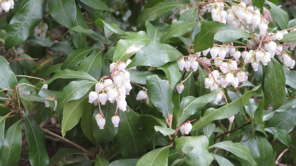 Pieris japonica photograph 2
