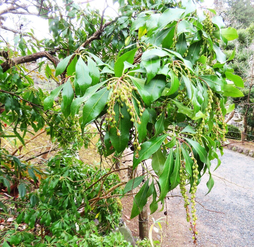 Pieris japonica photograph 3