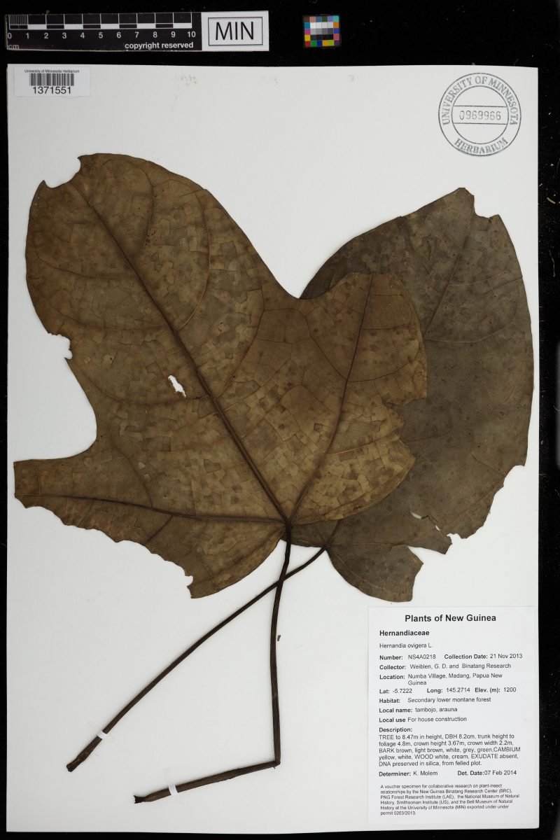 Hernandia ovigera photograph 4