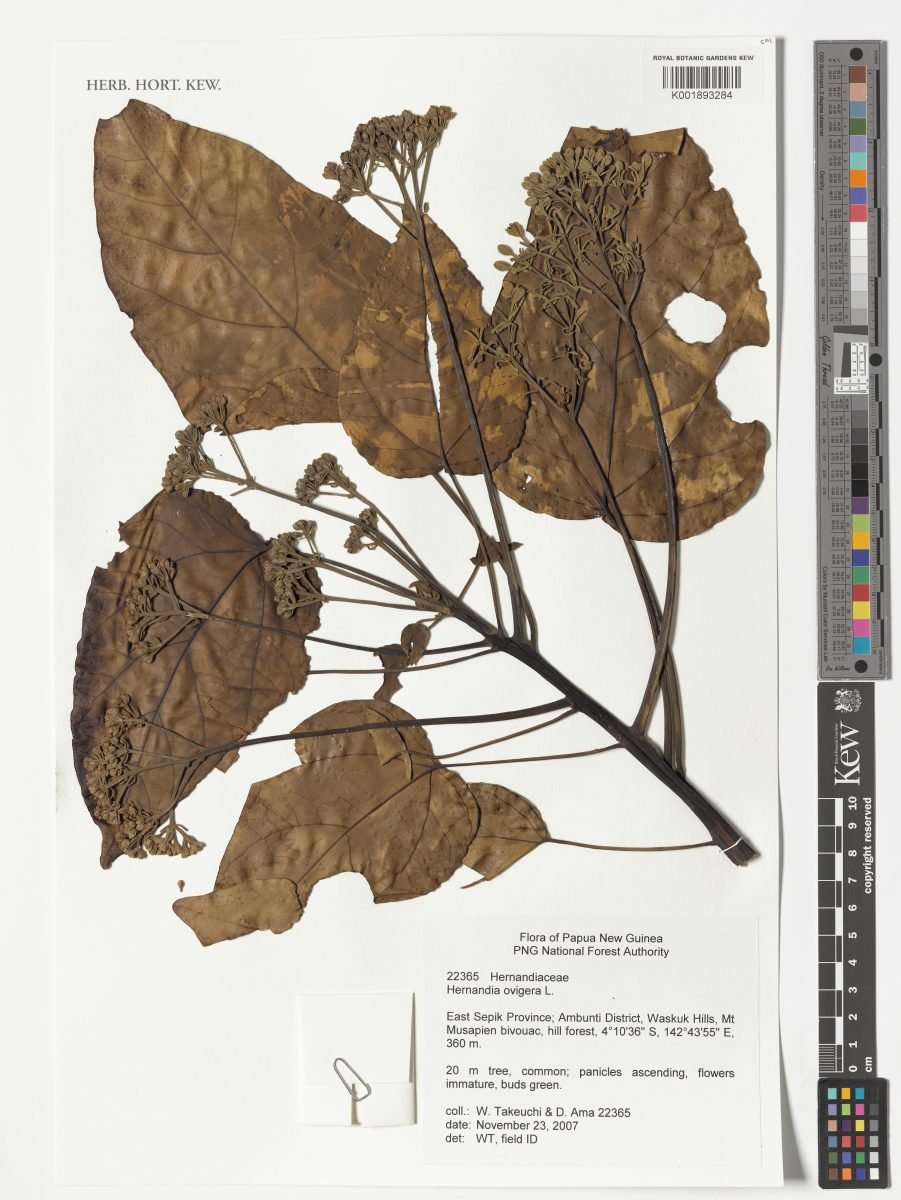 Hernandia ovigera photograph 6
