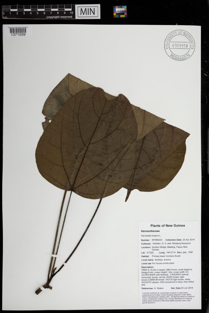 Hernandia ovigera photograph 3