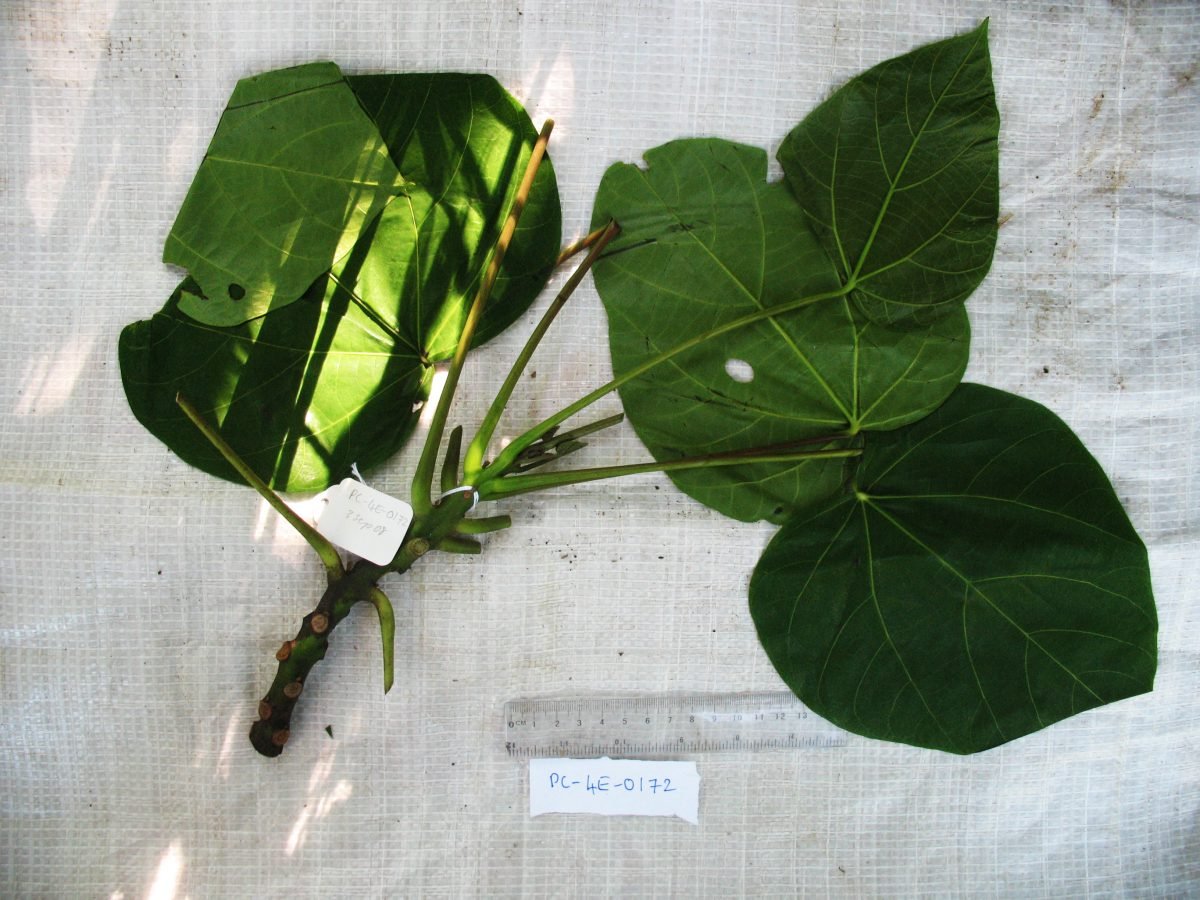 Hernandia ovigera photograph 5