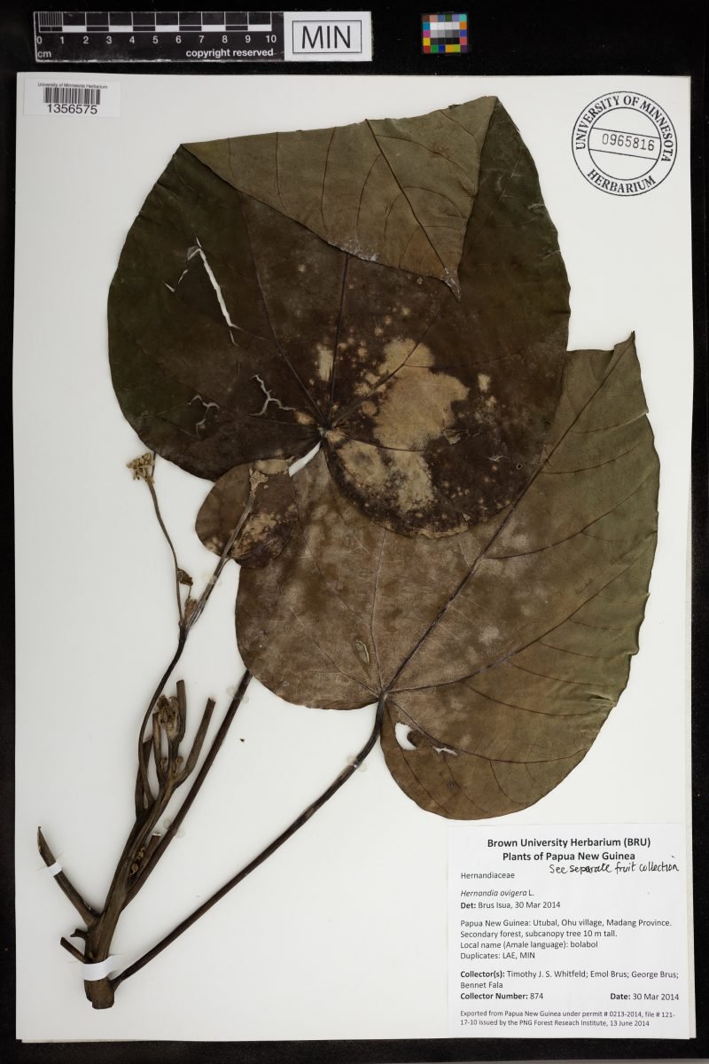 Hernandia ovigera