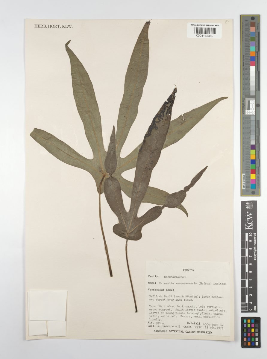Hernandia mascarenensis photograph 3
