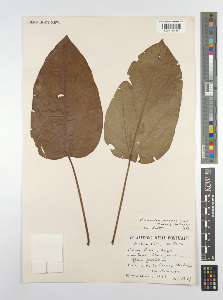 Hernandia mascarenensis photograph 6