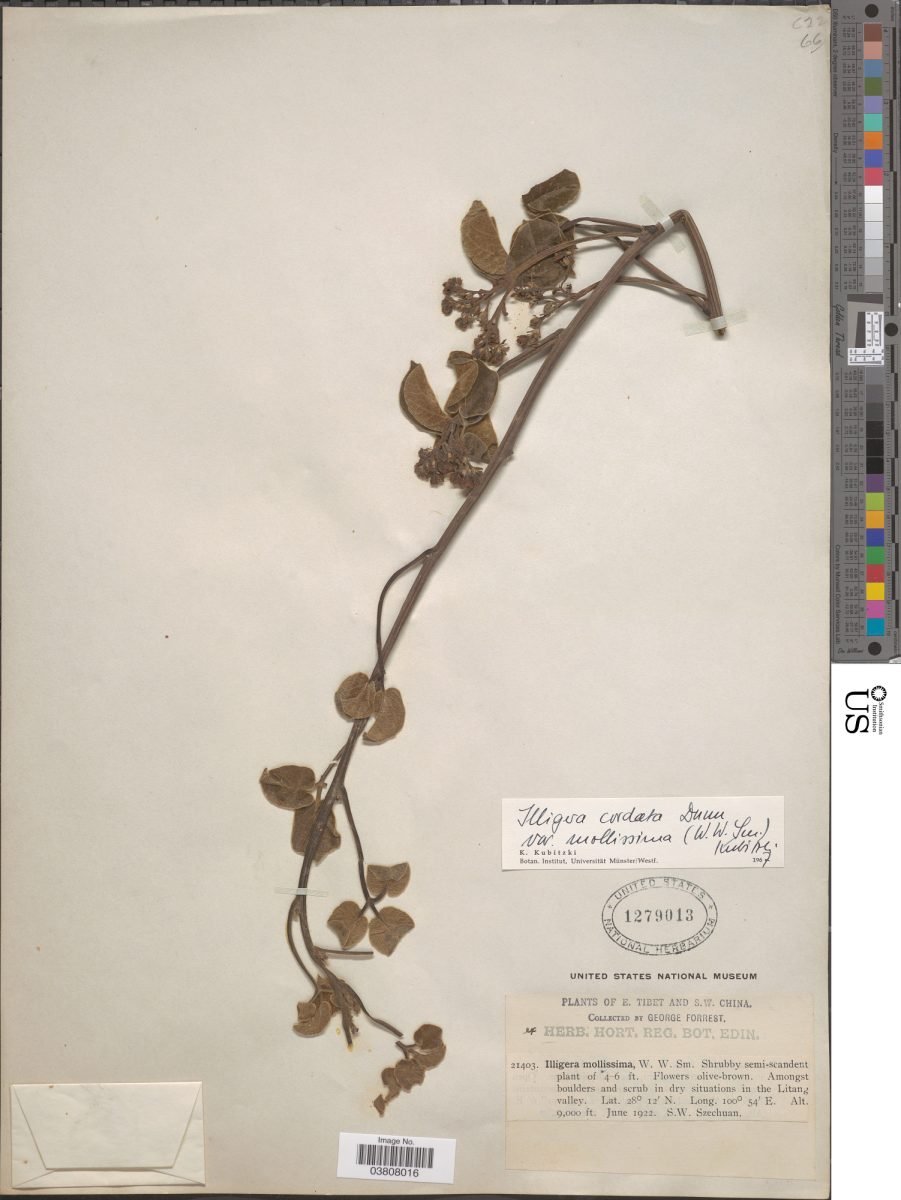 Illigera cordata photograph 2
