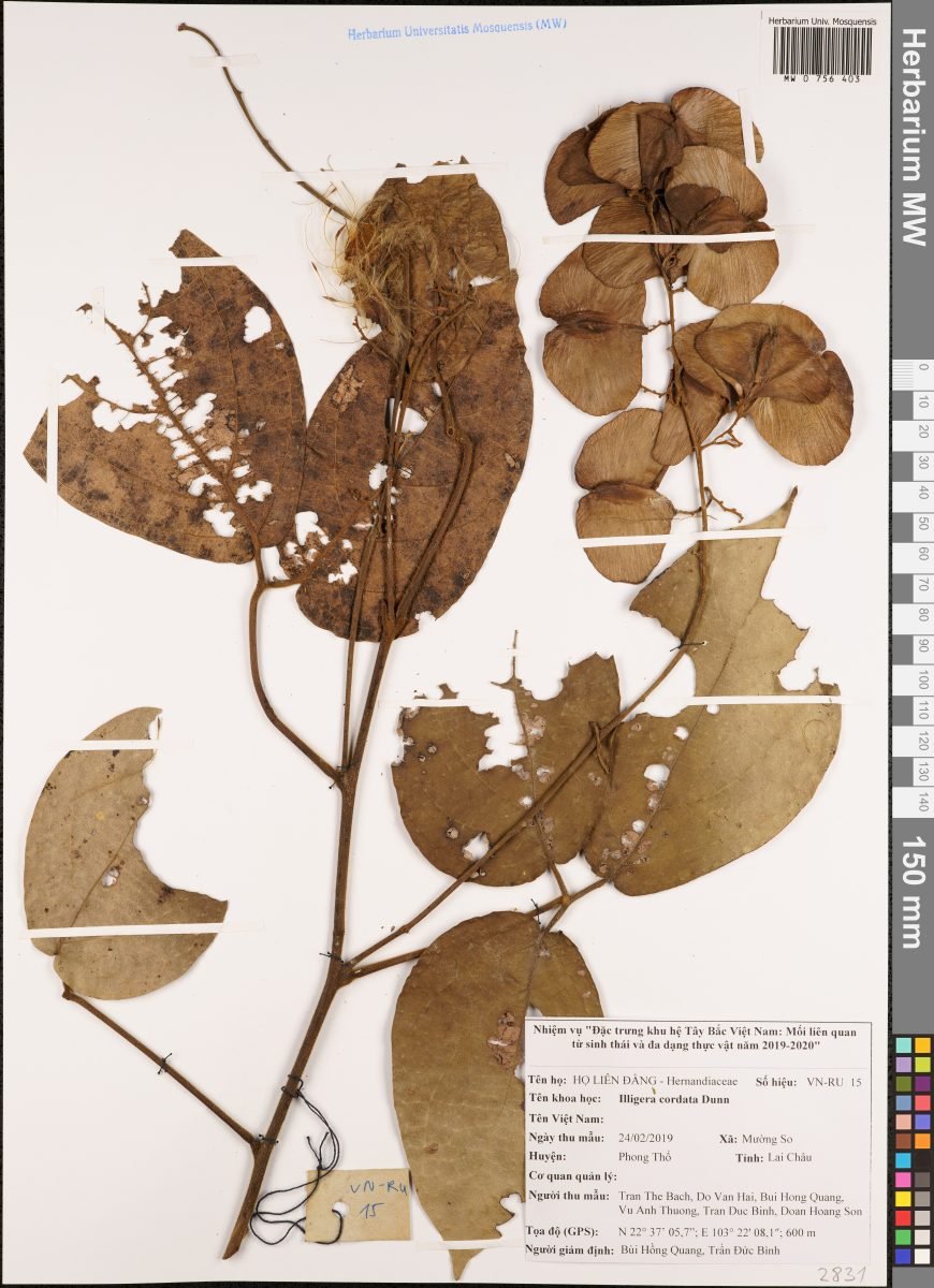 Illigera cordata