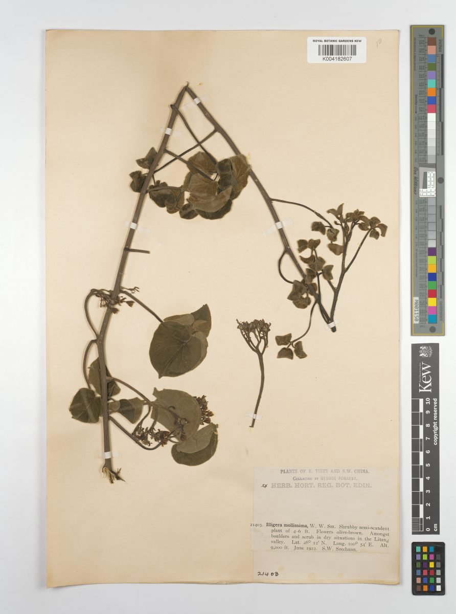 Illigera cordata photograph 3