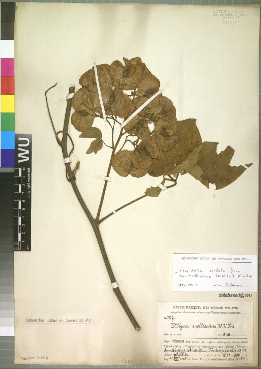 Illigera cordata photograph 5