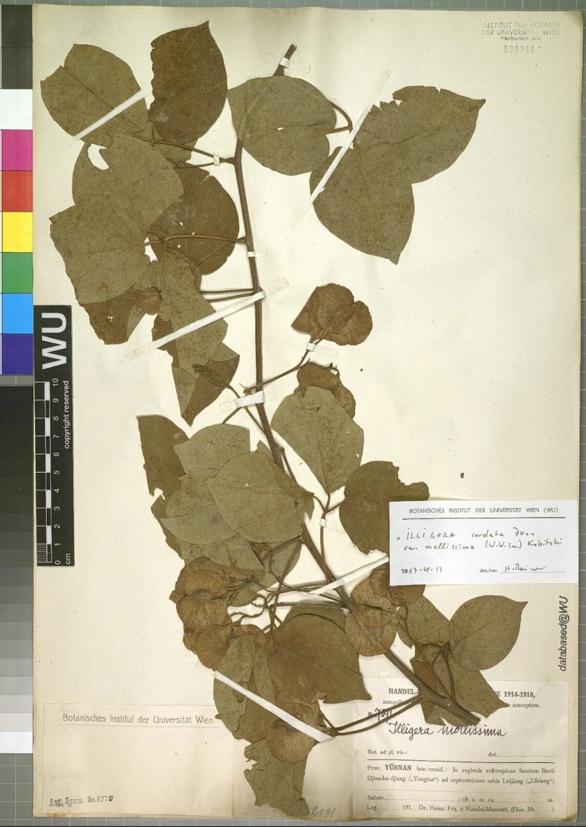 Illigera cordata photograph 6