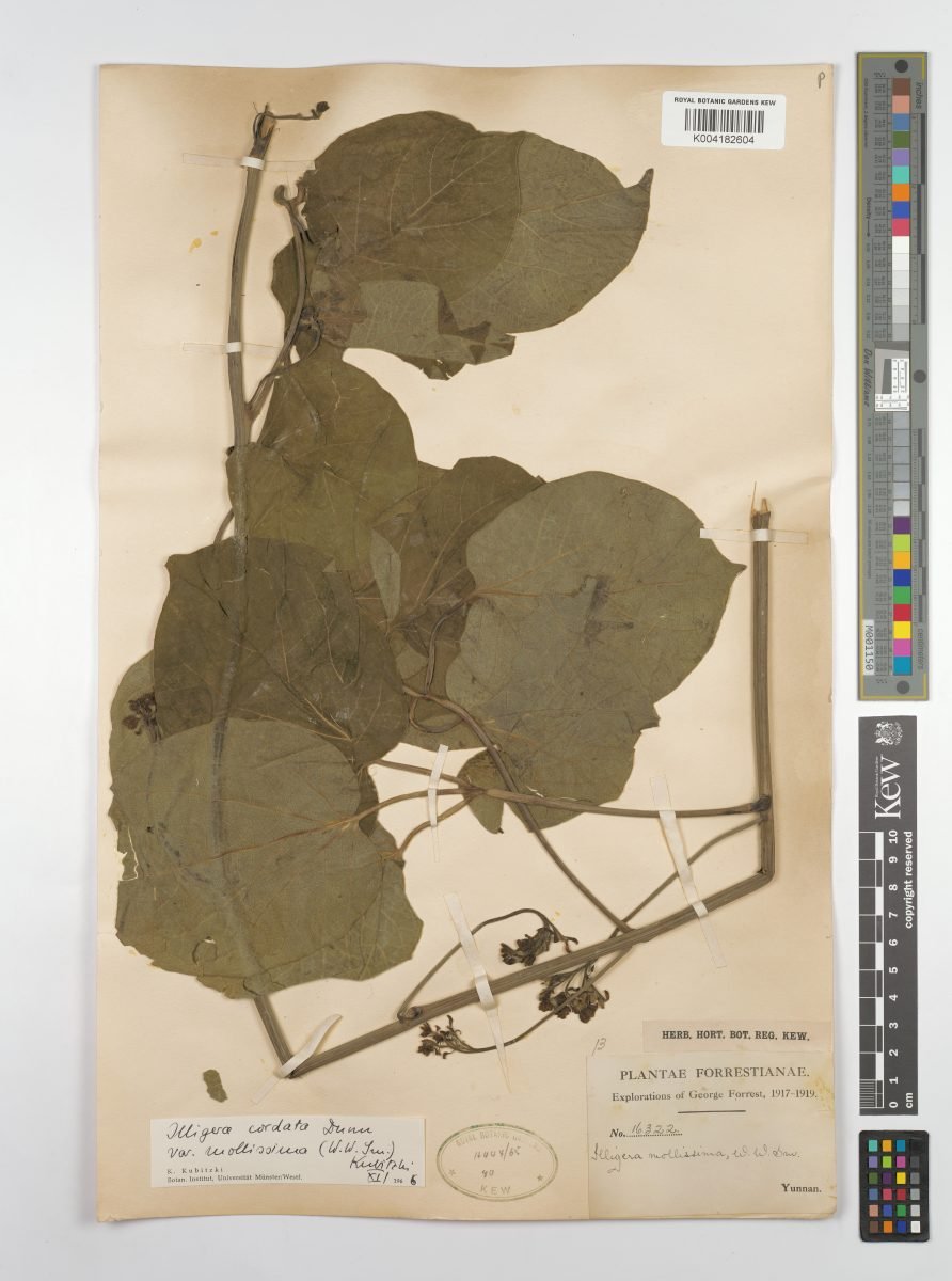 Illigera cordata photograph 4
