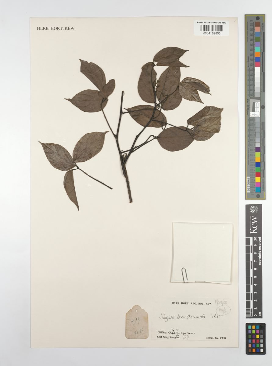 Illigera brevistaminata photograph 2