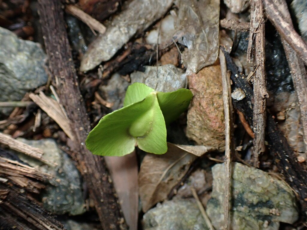 Illigera celebica