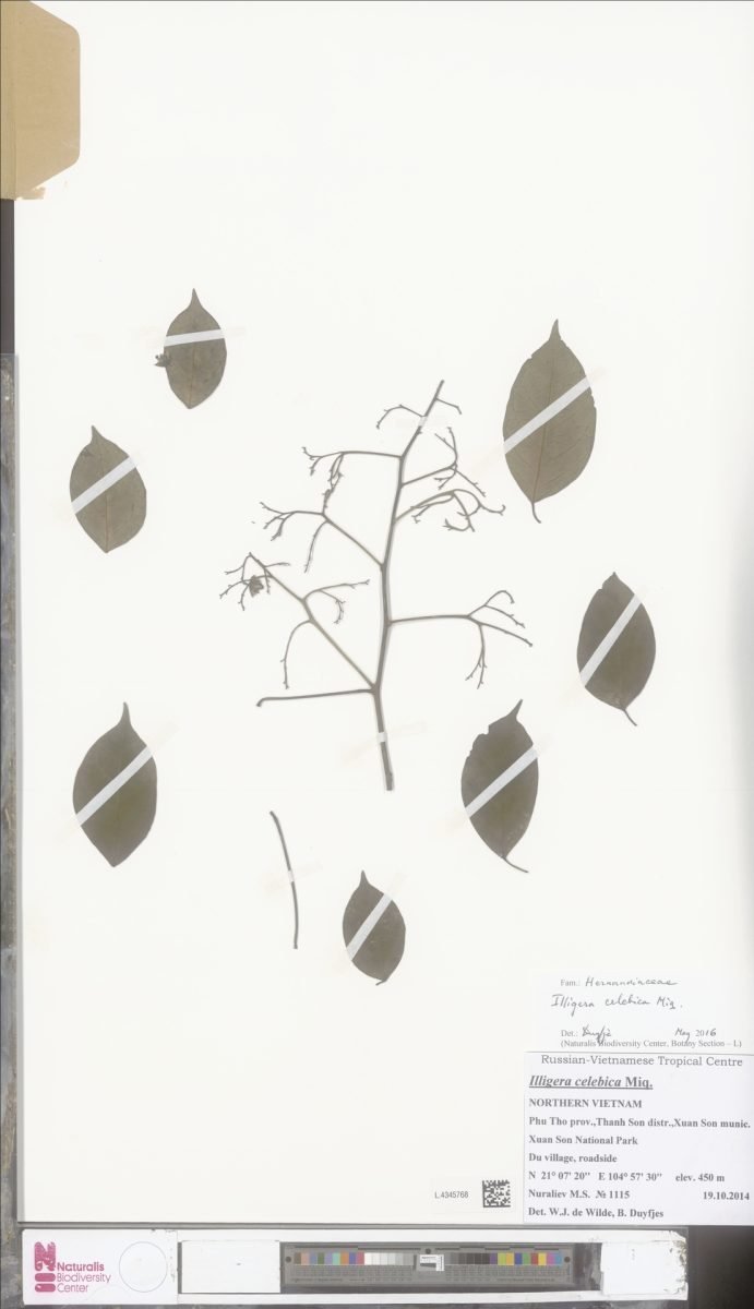 Illigera celebica photograph 6