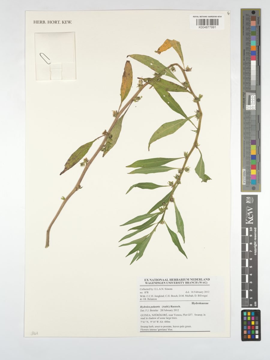 Hydrolea palustris photograph 3