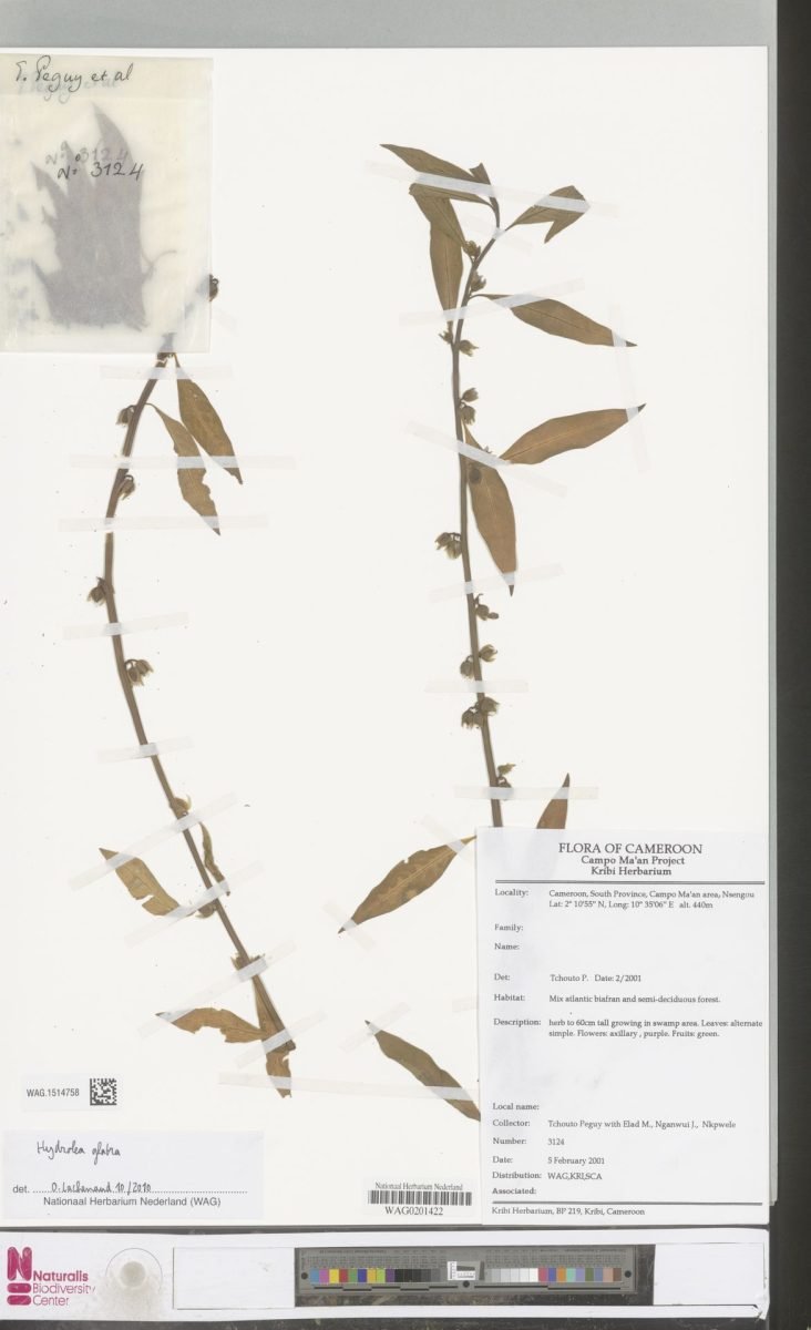 Hydrolea palustris photograph 6