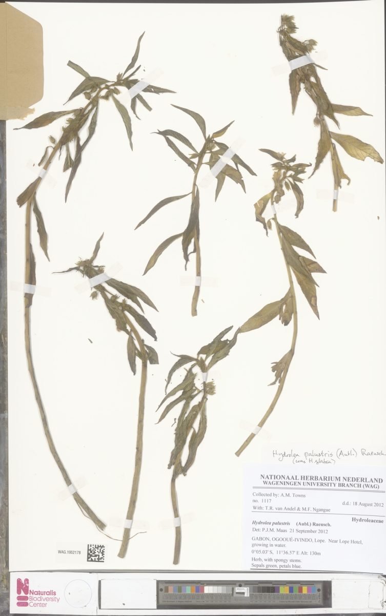 Hydrolea palustris photograph 4