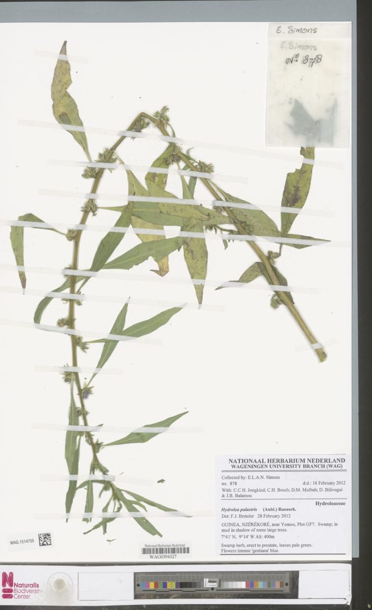 Hydrolea palustris photograph 2