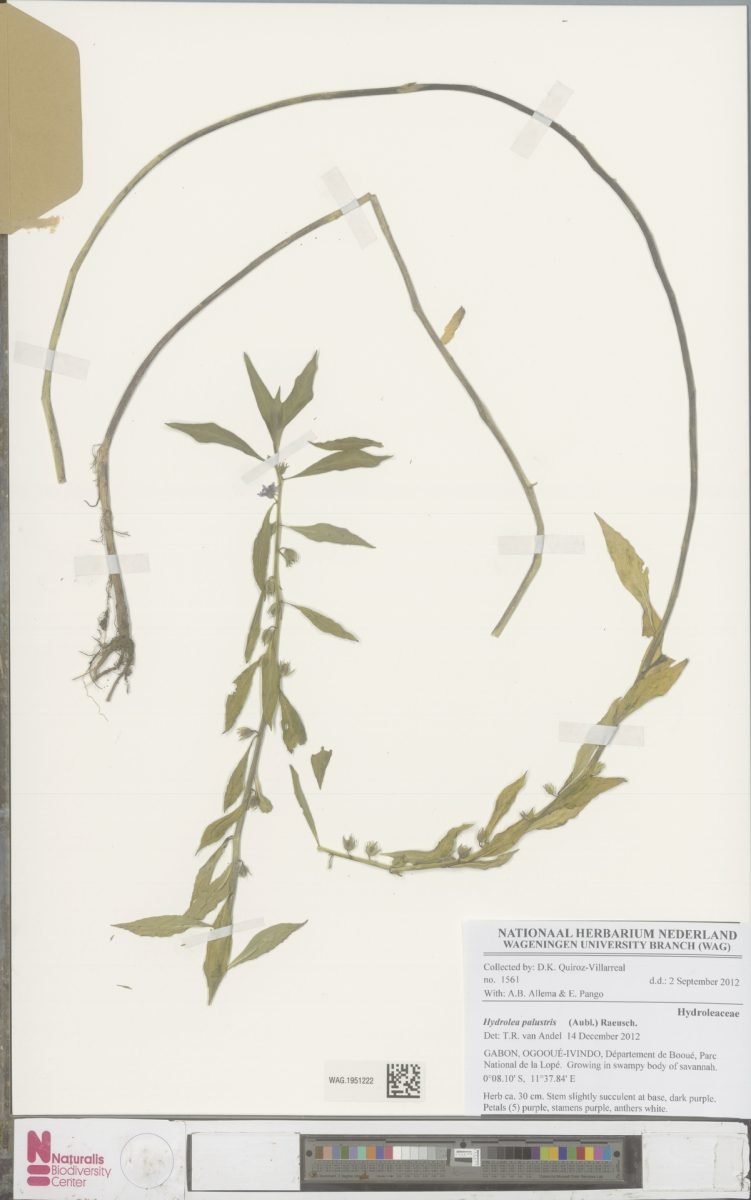 Hydrolea palustris photograph 5