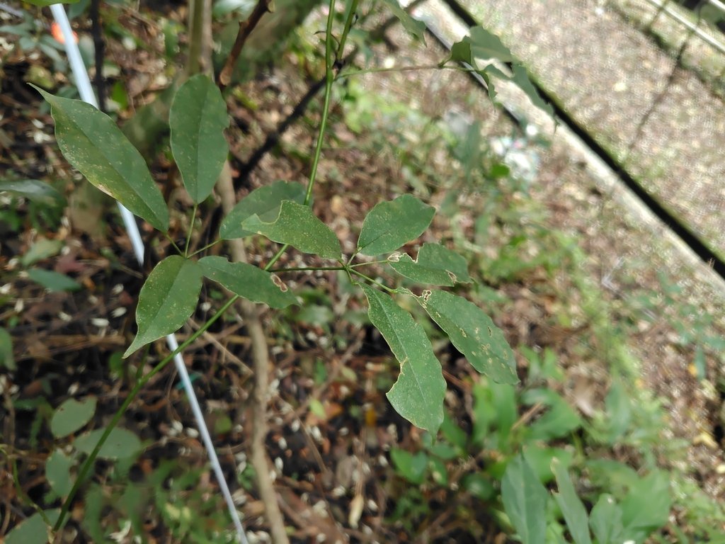 Stauntonia obovatifoliola