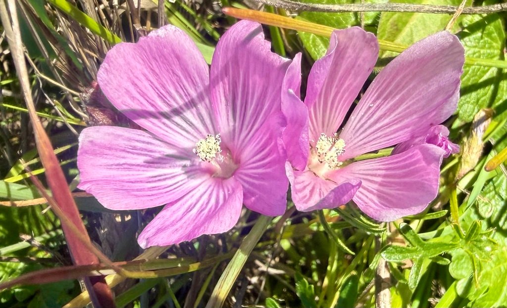 Sidalcea malviflora