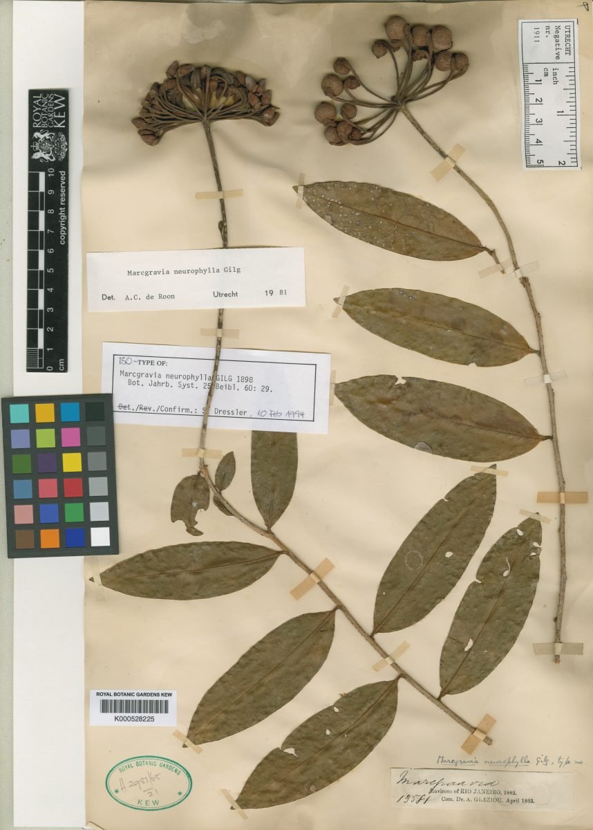 Marcgravia neurophylla photograph 3