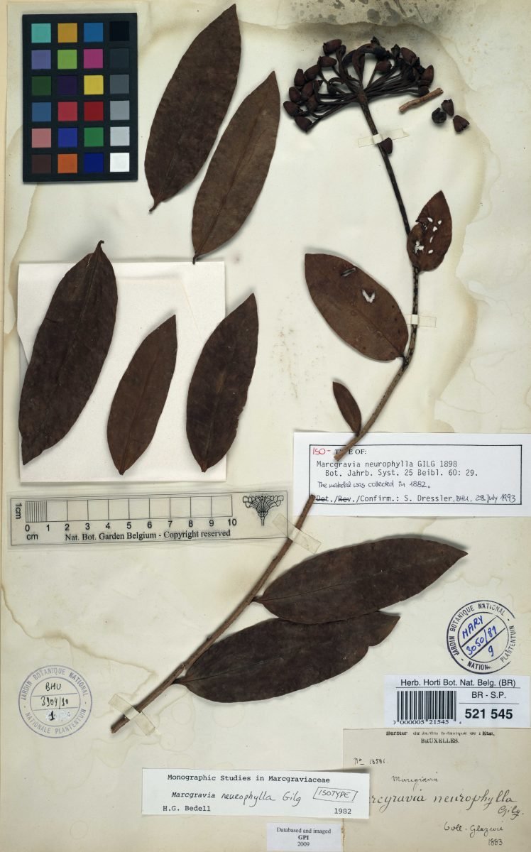 Marcgravia neurophylla photograph 2