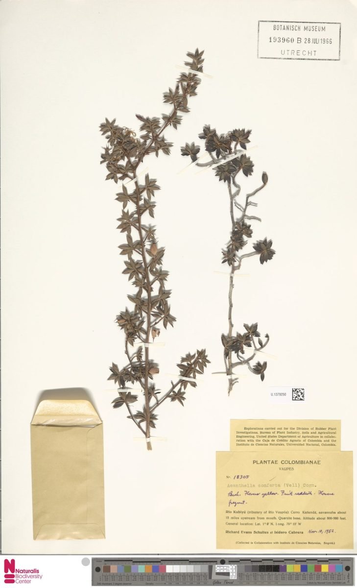 Acanthella conferta photograph 4