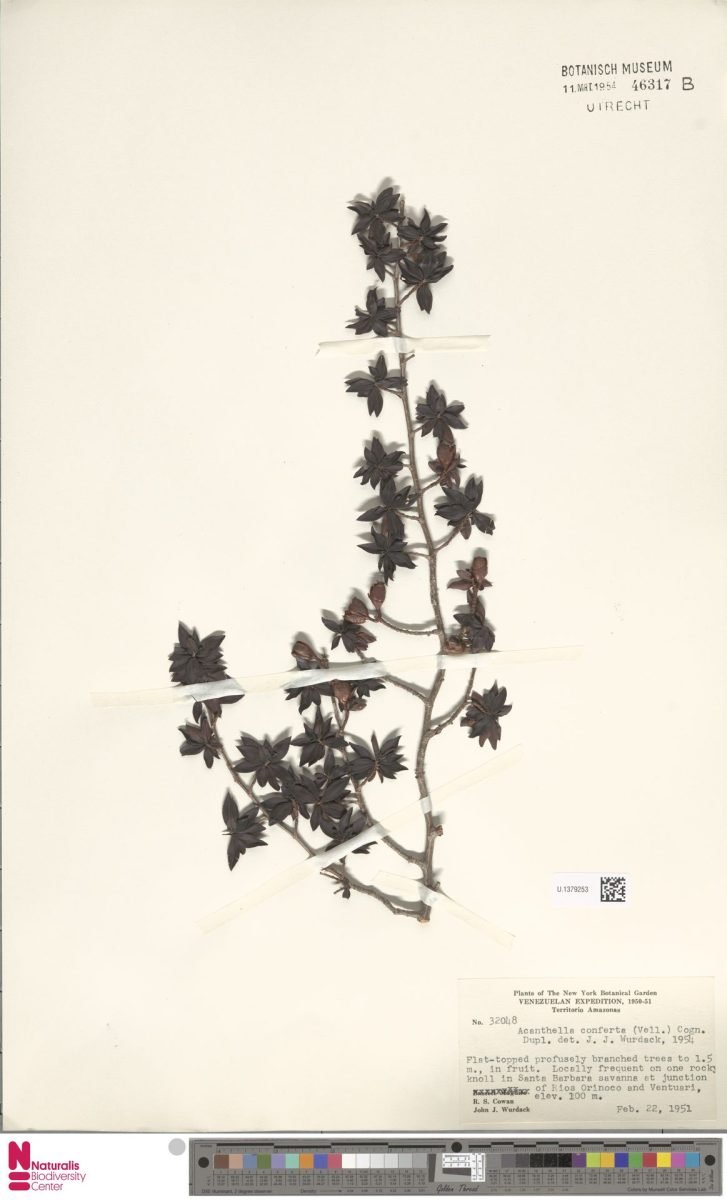 Acanthella conferta photograph 5