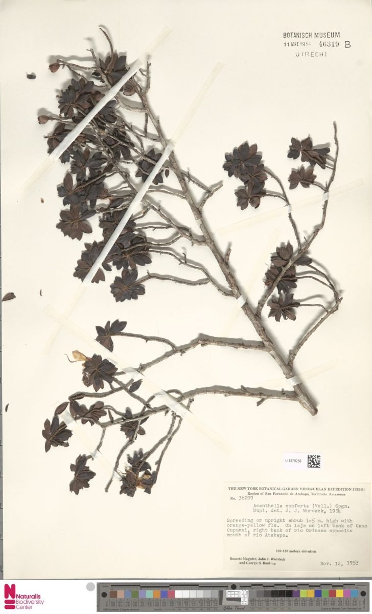 Acanthella conferta photograph 2