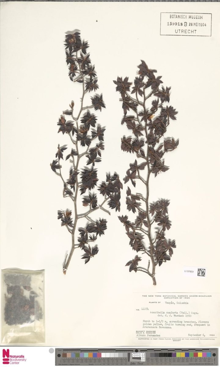Acanthella conferta