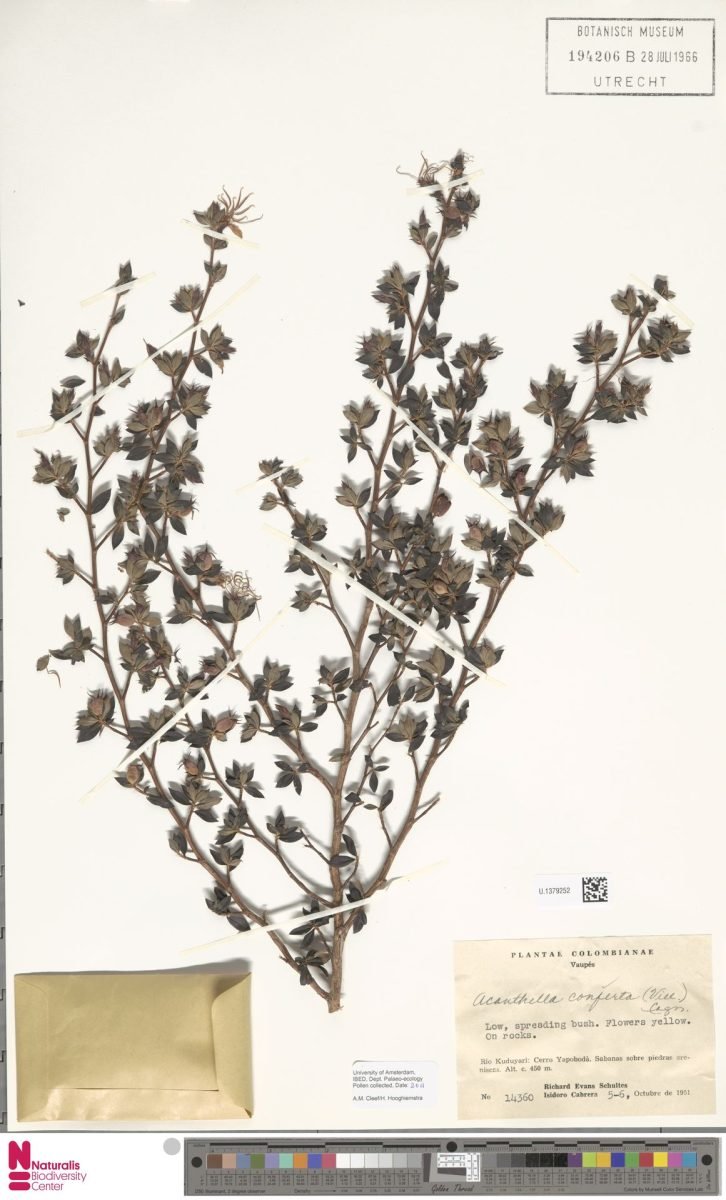 Acanthella conferta photograph 6
