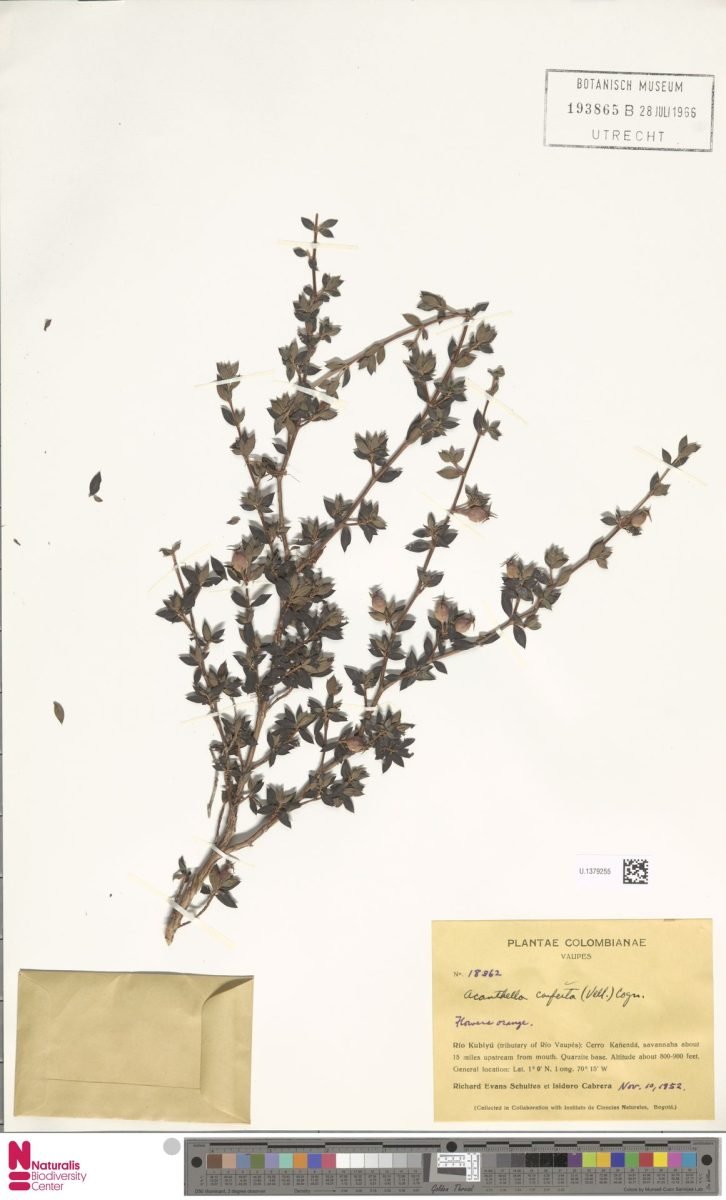 Acanthella conferta photograph 3