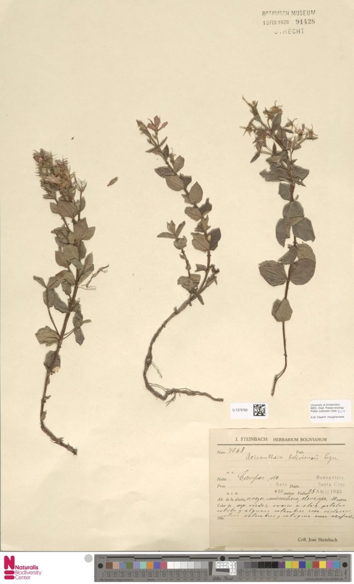 Acisanthera boliviensis
