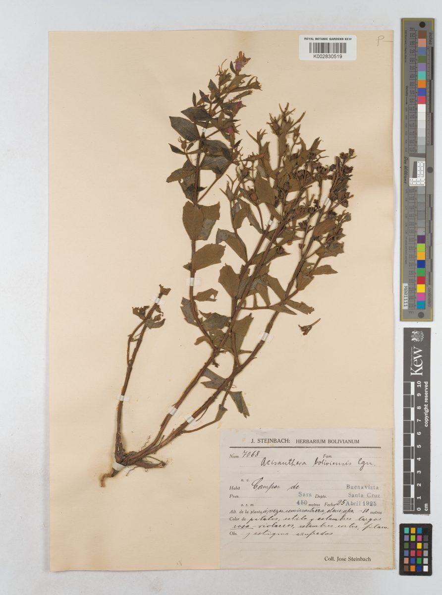 Acisanthera boliviensis photograph 2